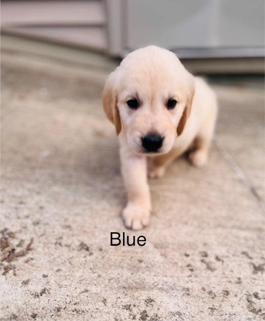 Ella's July 4th Litter