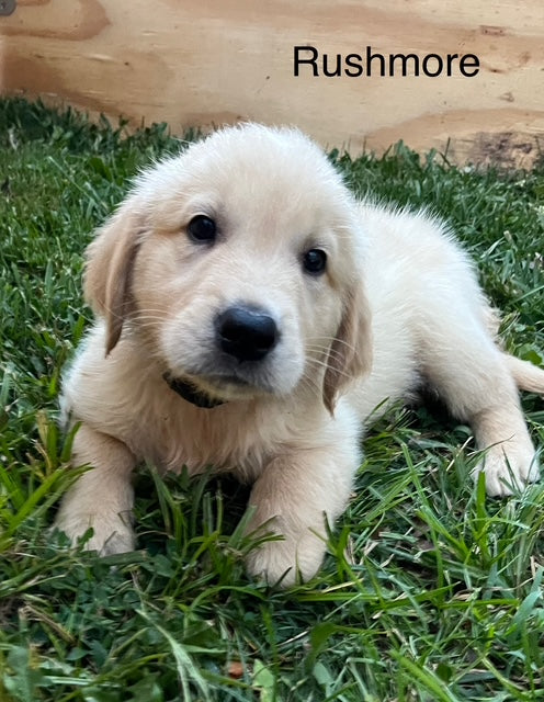 Ella's July 4th Litter