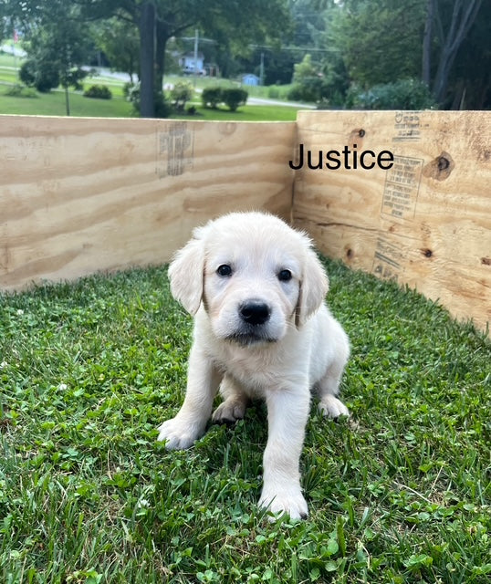 Ella's July 4th Litter