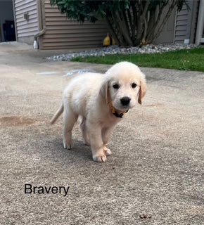 Ella's July 4th Litter