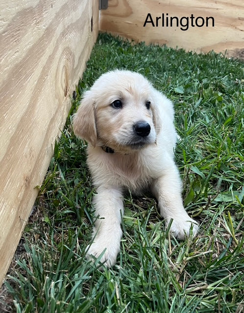 Ella's July 4th Litter